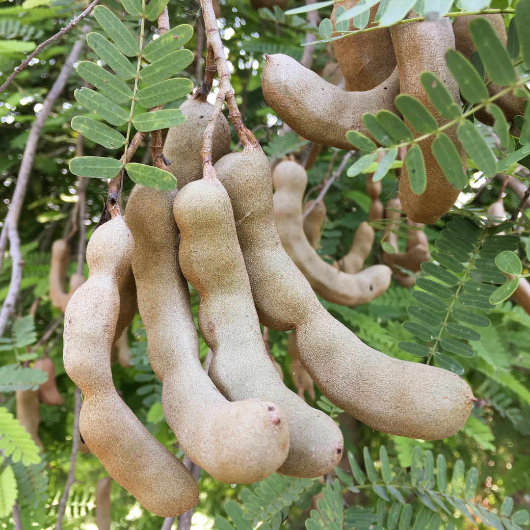 Sweet Tamarind - Tamarindus indica Fruit Plant