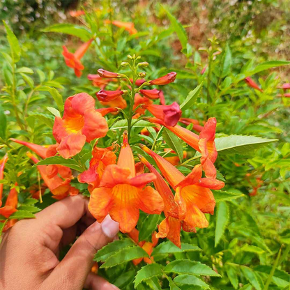 Tecoma - Orange - Hybrid Flower Plant