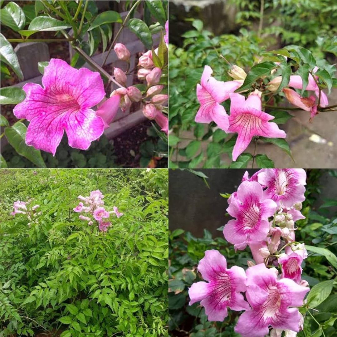 Tecoma - Pink - Hybrid Flower Plant