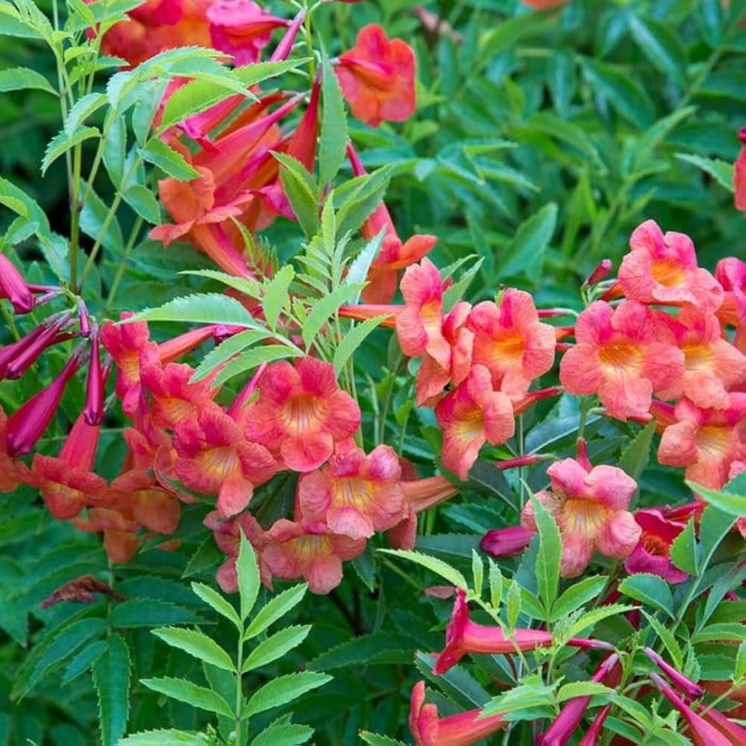 Tecoma - Red - Hybrid Flower Plant