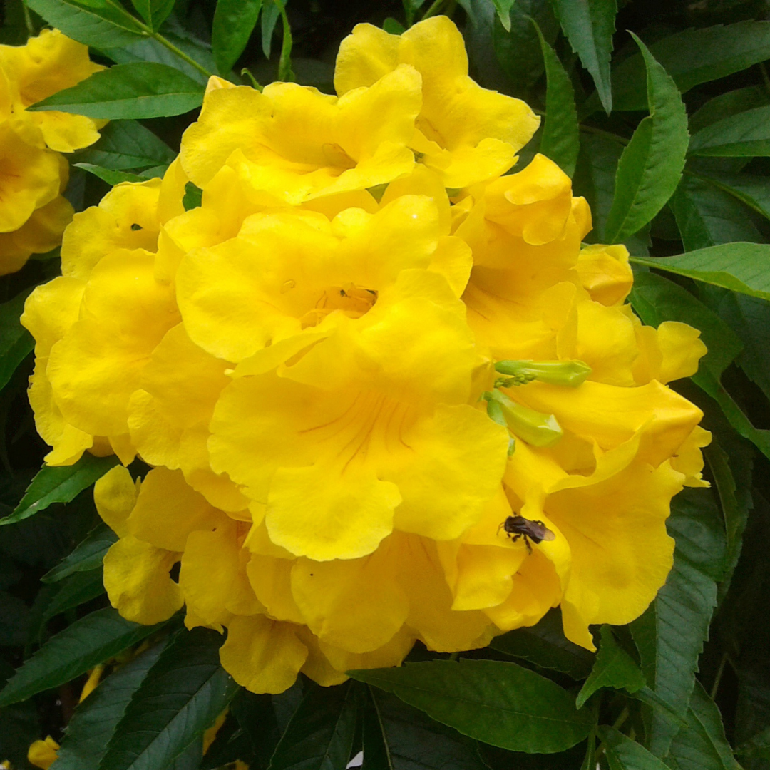 Tecoma - Yellow - Hybrid Flower Plant