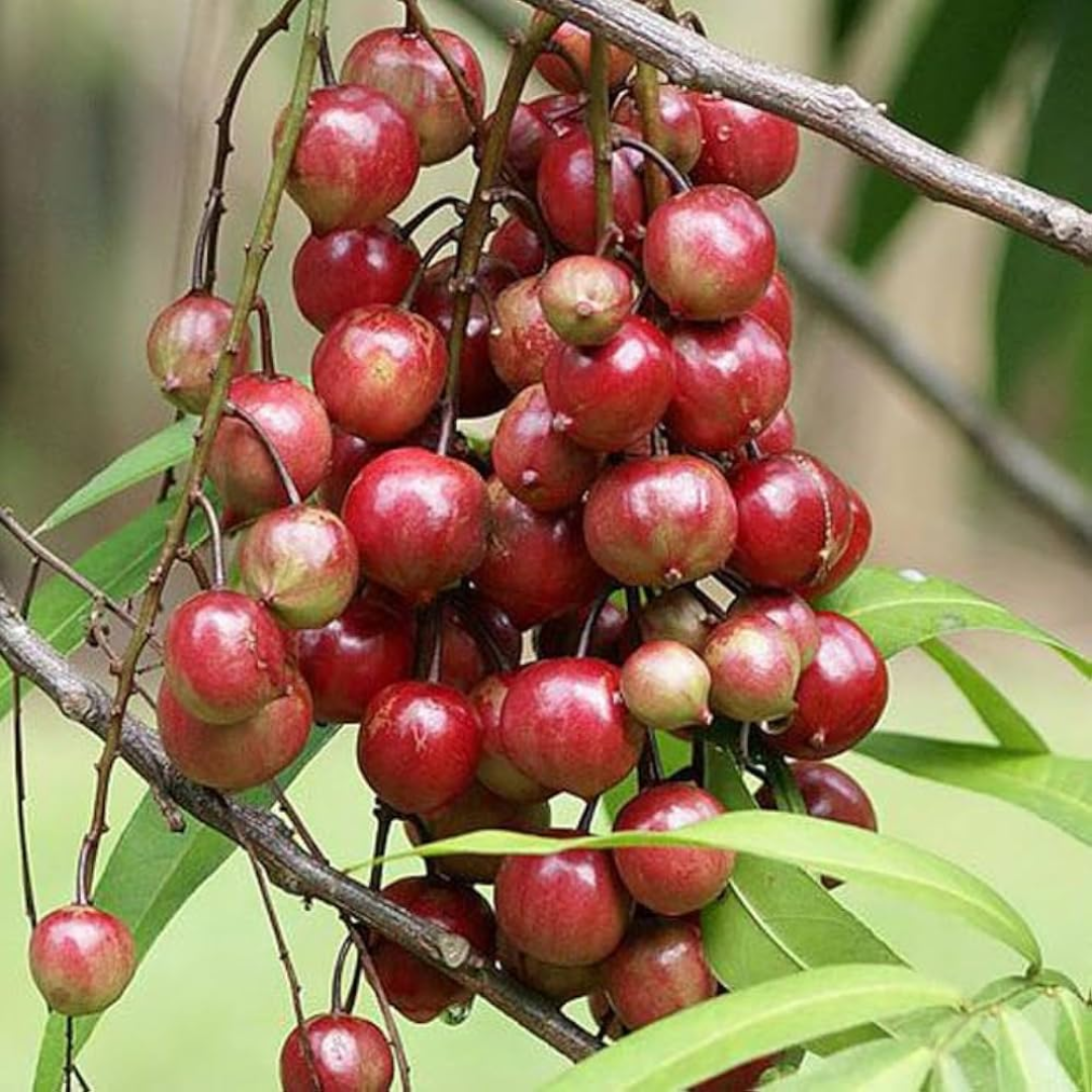 Terengganu cherry - Lepisanthes Alata - Fruit Plant