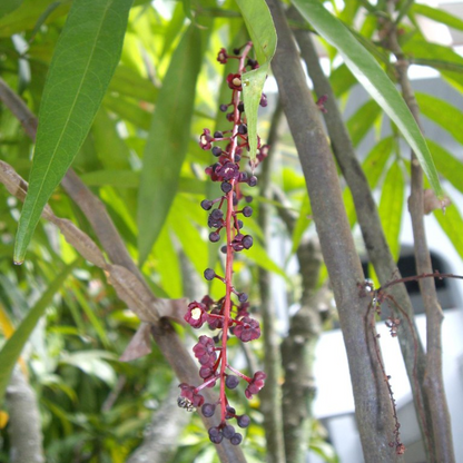 Terengganu cherry - Lepisanthes Alata - Fruit Plant