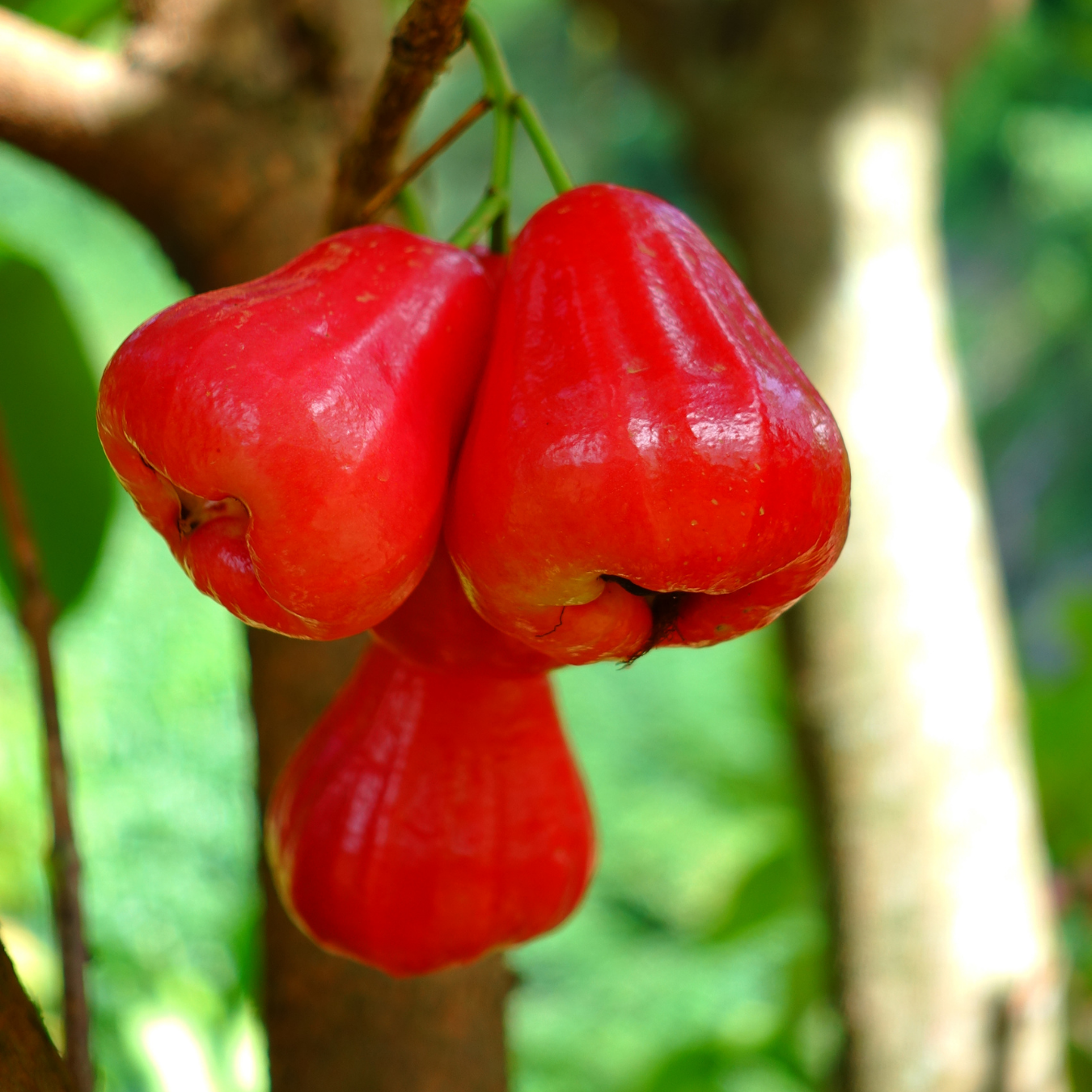 Thai Bell Apple - Red - Syzygium samarangense Fruit Plant