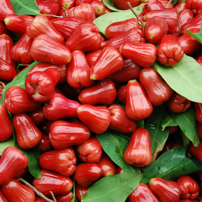 Thai Bell Apple - Red - Syzygium samarangense Fruit Plant