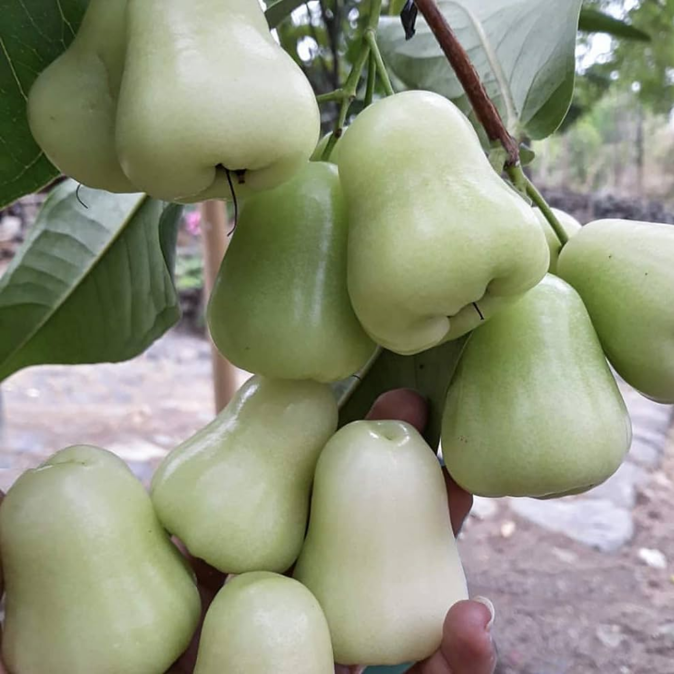 Thai Bell Apple - White - Syzygium samarangense Fruit Plant