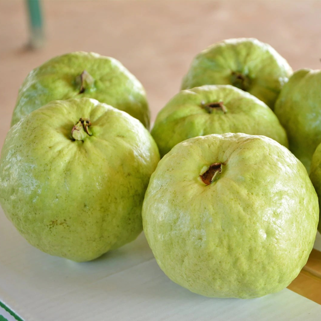 Guava - Thai Super - Hybrid Fruit Plant