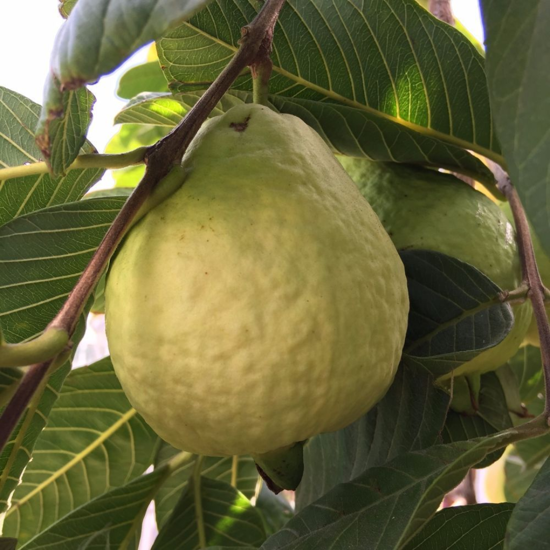 Guava - Tropical White - Hybrid Fruit Plant