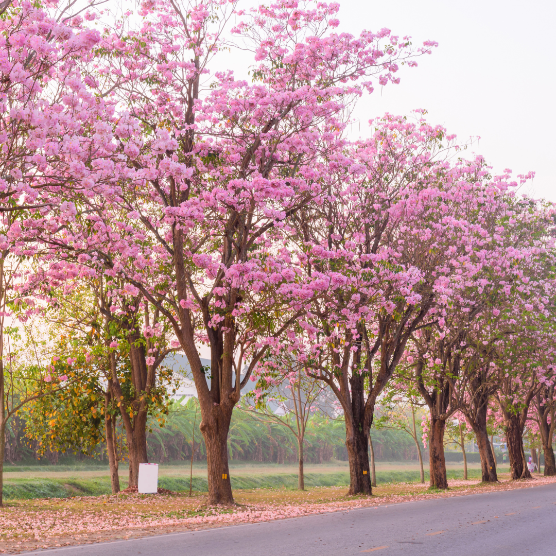 Trumpet Tree - Pink - 20 Tree Seeds