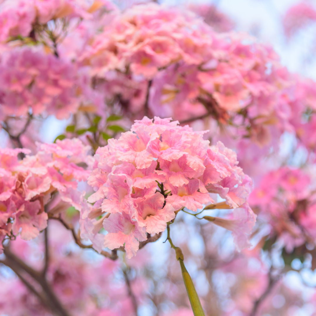 Trumpet Tree - Pink - 20 Tree Seeds