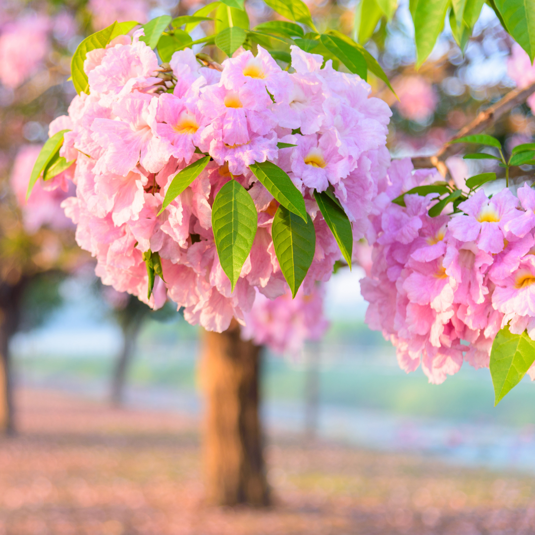 Trumpet Tree - Pink - 20 Tree Seeds