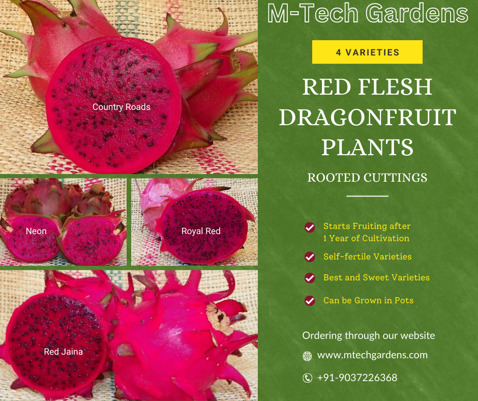 Red Flesh Dragon Fruit 4 Varieties ( Rooted Cuttings ) Fruit Plant