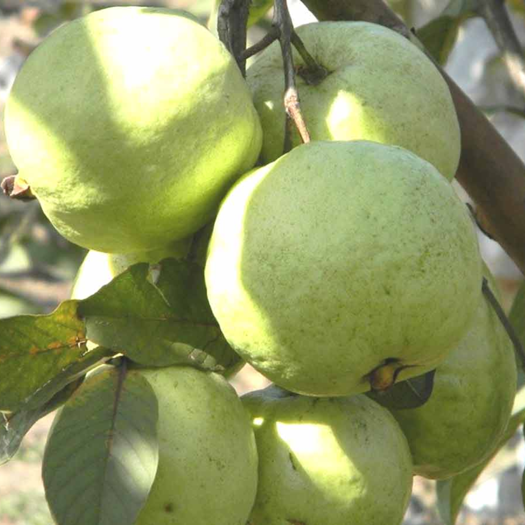 Guava - VNR Bihi - Hybrid Fruit Plant