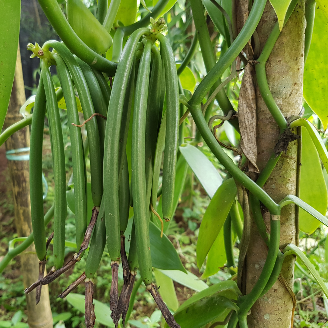 Vanilla Spice Plant – M-Tech Gardens