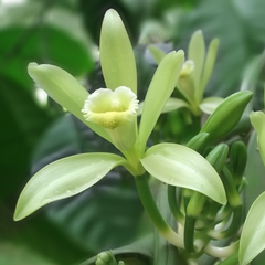 Vanilla Spice Plant