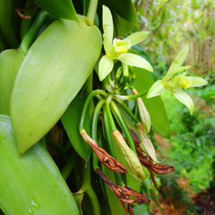 Vanilla Spice Plant