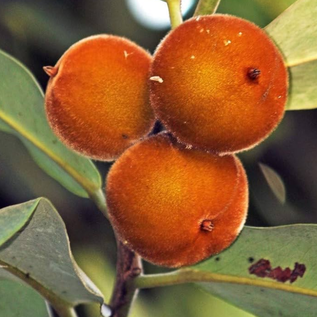 Velvet Apple / Mabolo - Diospyros blancoi Fruit Plant