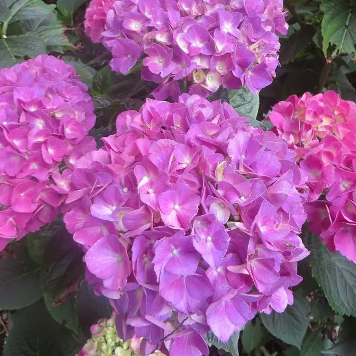 Violet Hydrangea Flower Plant