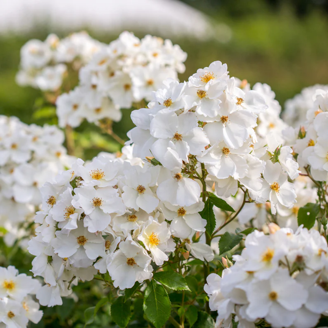 Rose - White Bundle - Hybrid Flower Plant