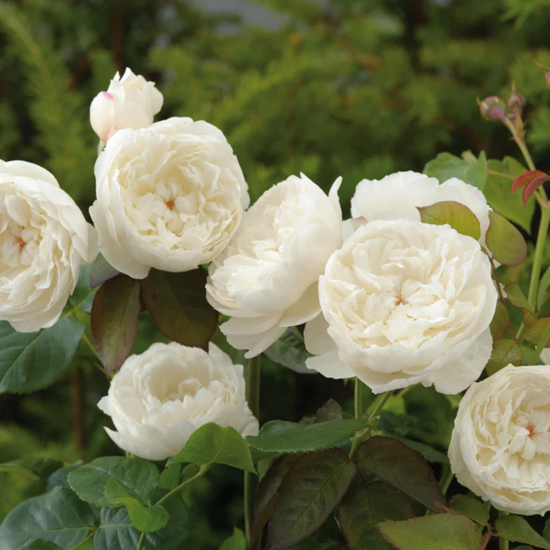 Rose - White Teddy - Hybrid Flower Plant