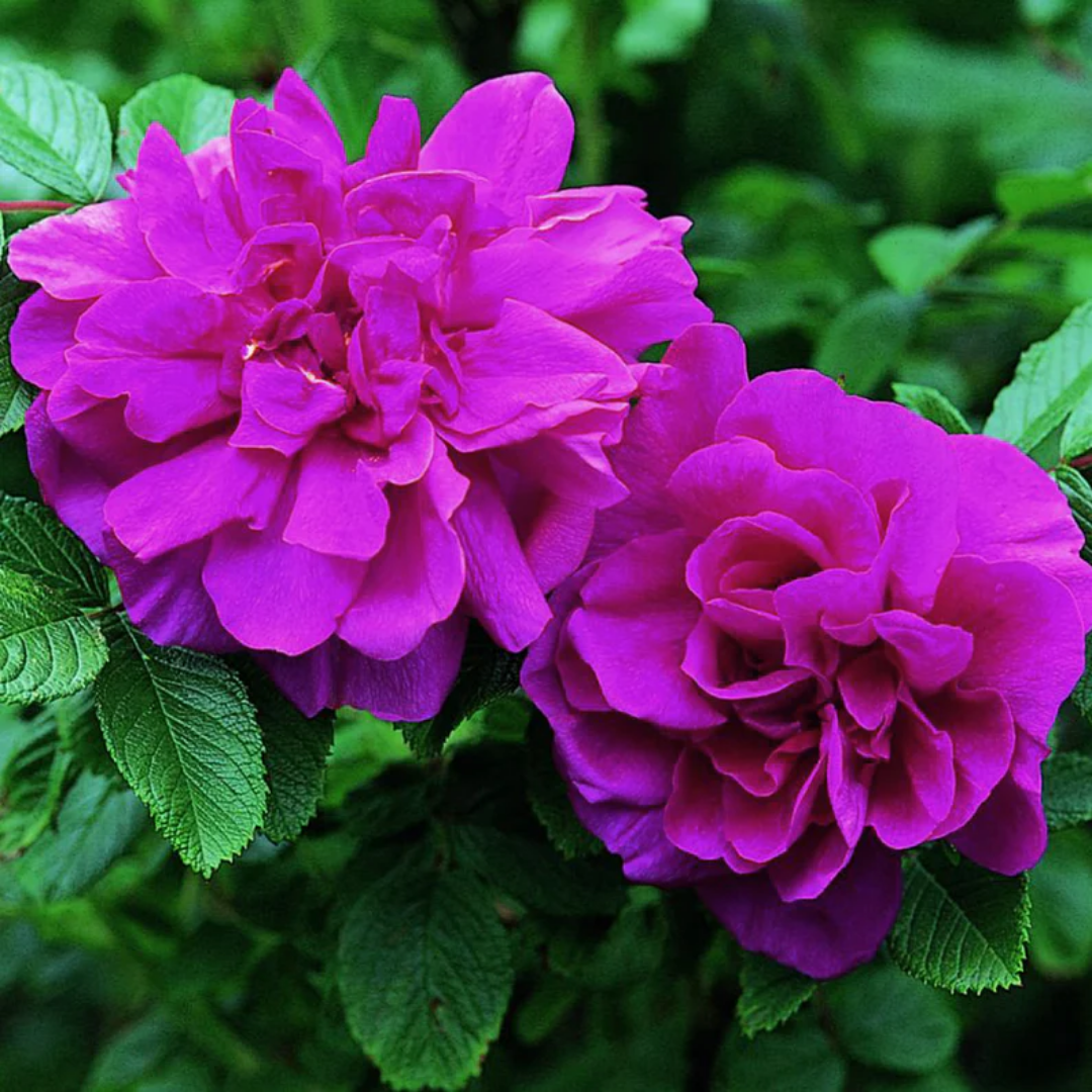 Rose - Wild Rose - Hybrid Flower Plant