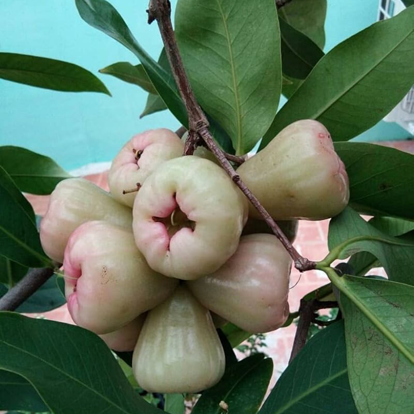 Water Apple - White - Syzygium aqueum Fruit Plant