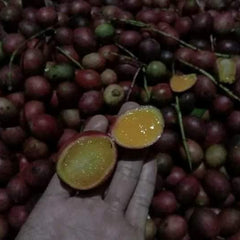 Red Maparang (Bouea Macrophylla) Fruit Plant