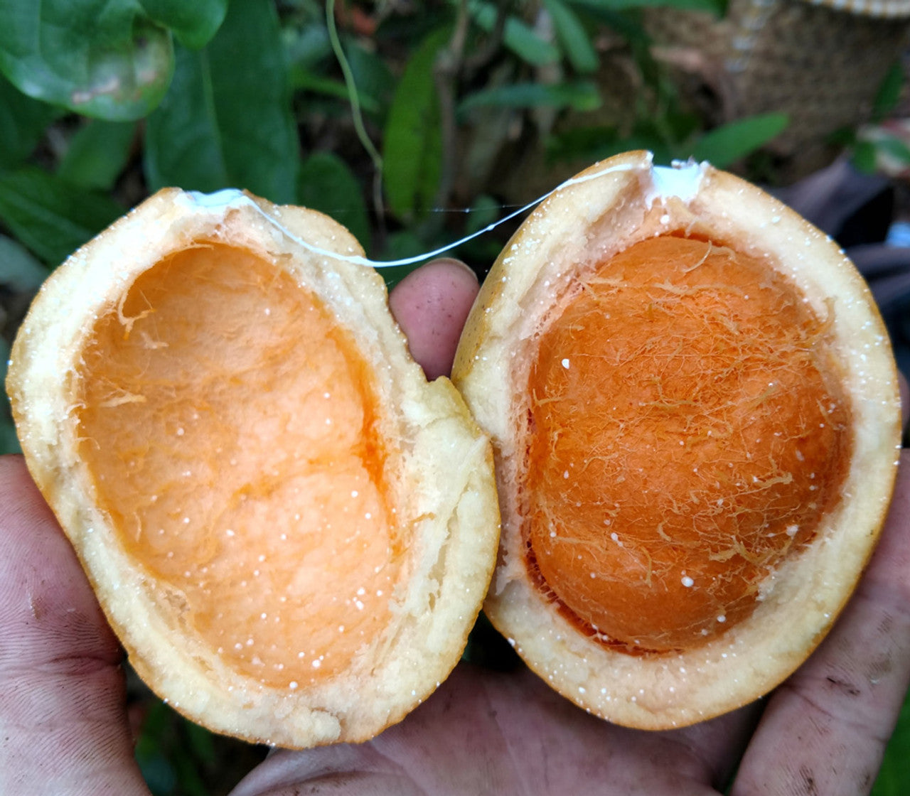 Pitabu (Willughbeia Angustifolia) Fruit Plant