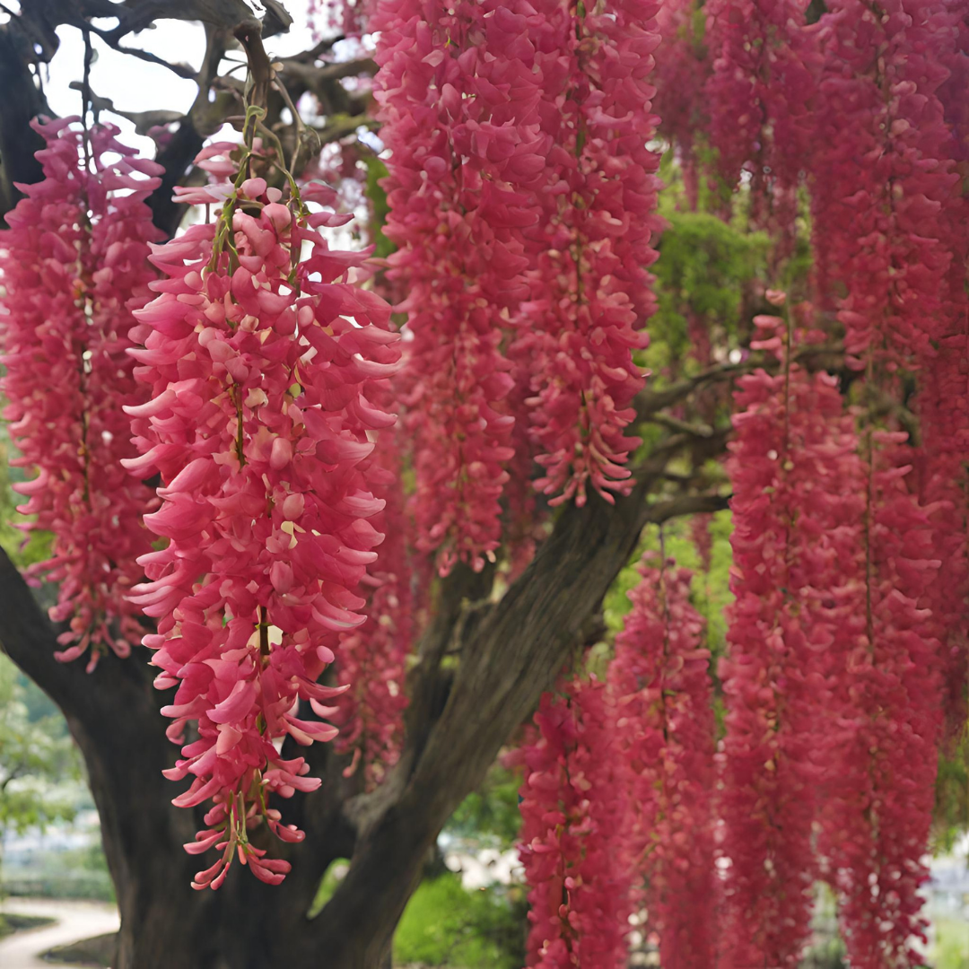 Wisteria - Red - 10 Tree Seeds