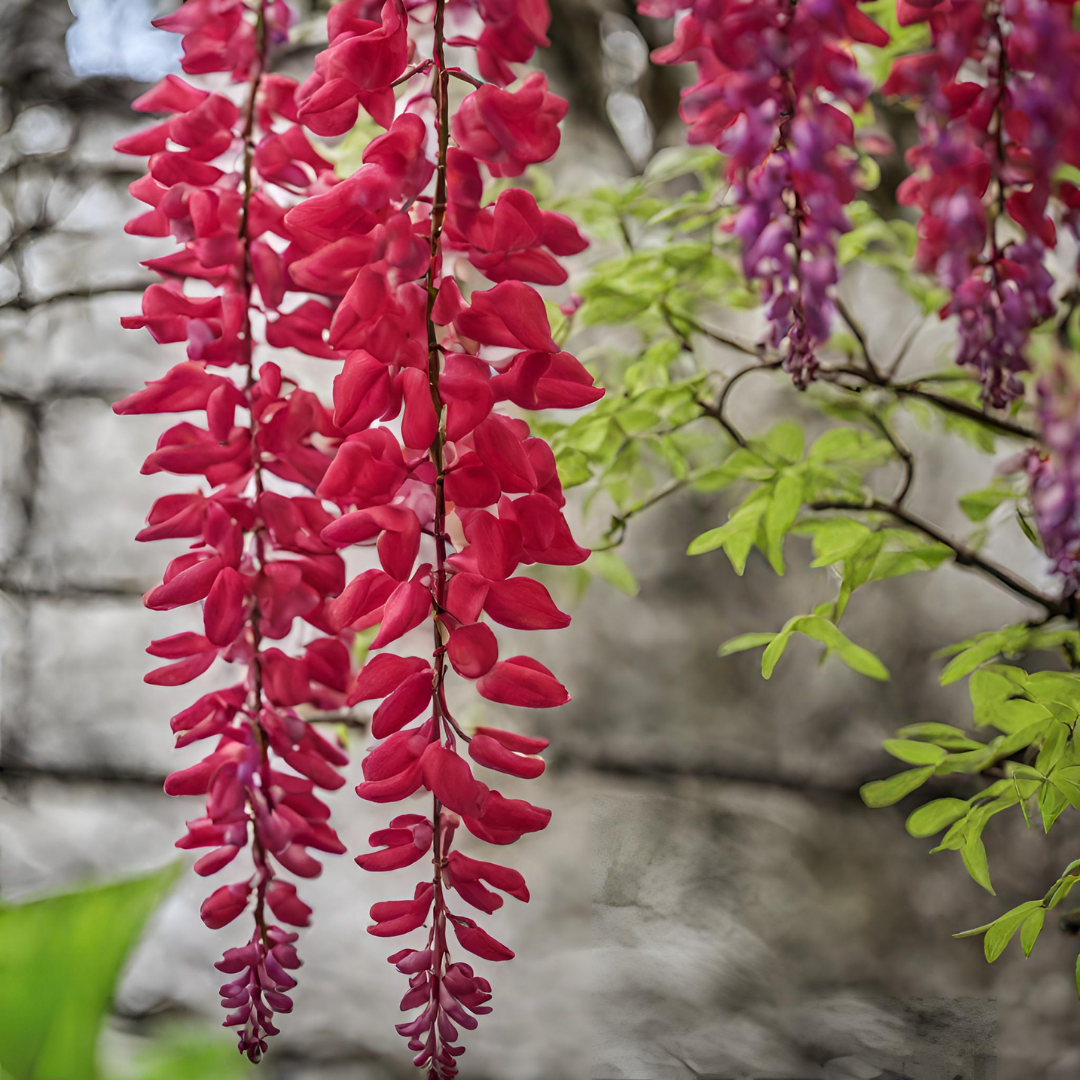 Wisteria - Red - 10 Tree Seeds