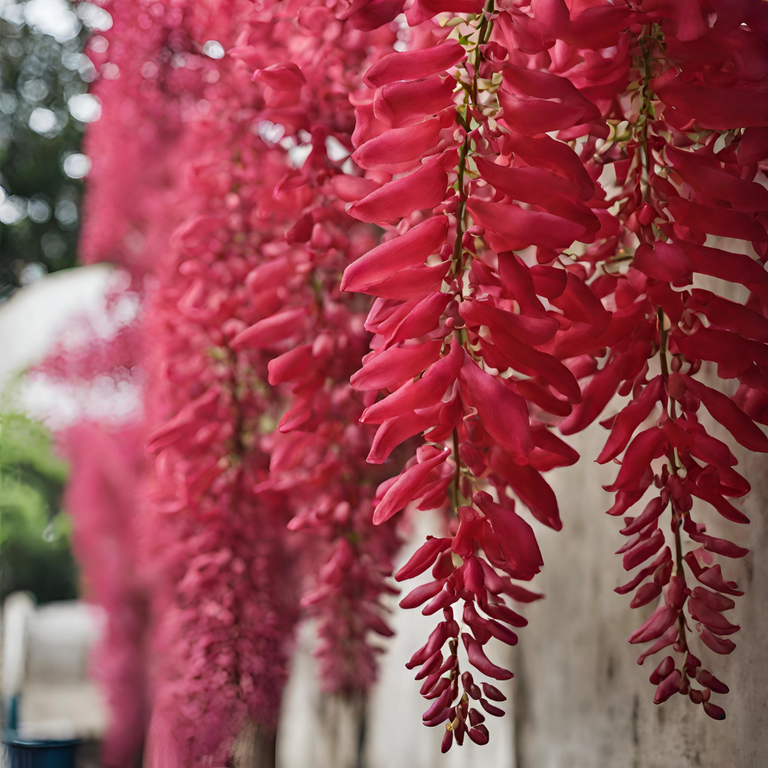 Wisteria - Red - 10 Tree Seeds