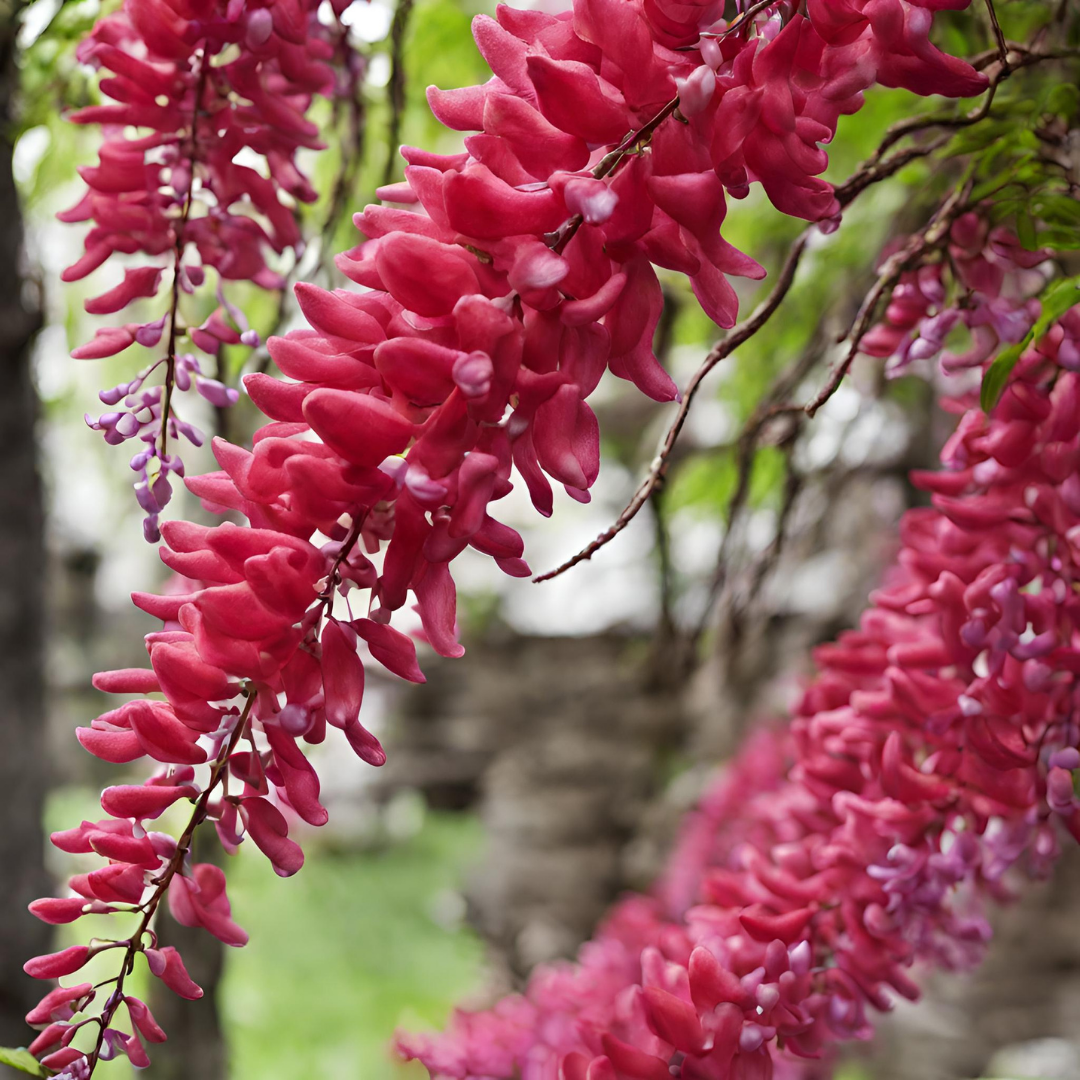 Wisteria - Red - 10 Tree Seeds