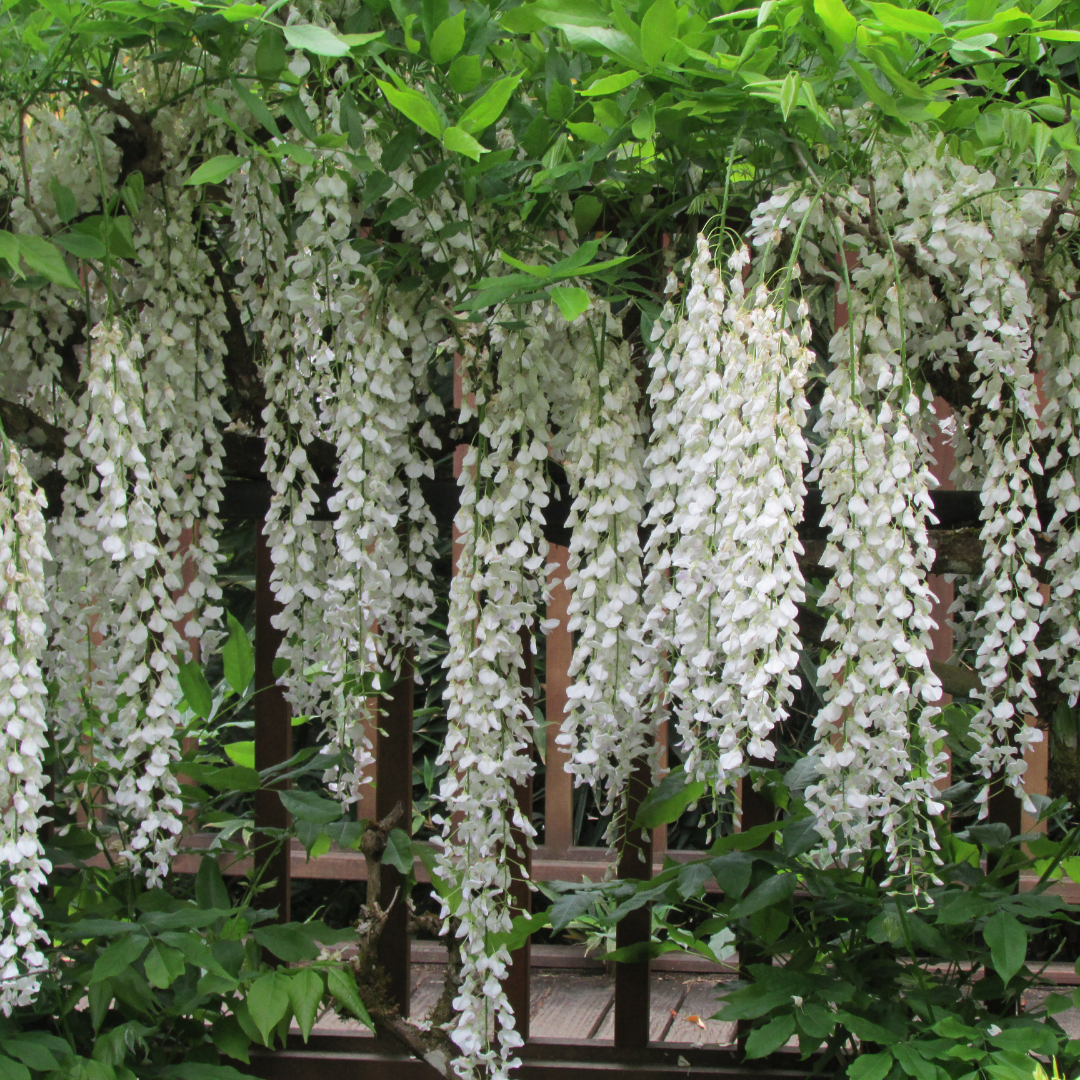 Wisteria - White - 10 Tree Seeds