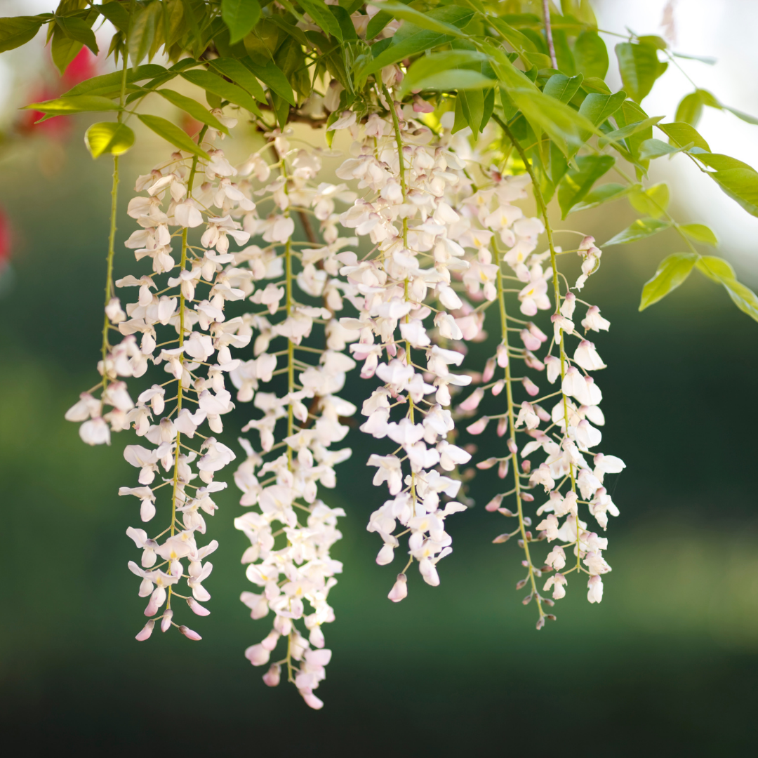 Wisteria - White - 10 Tree Seeds