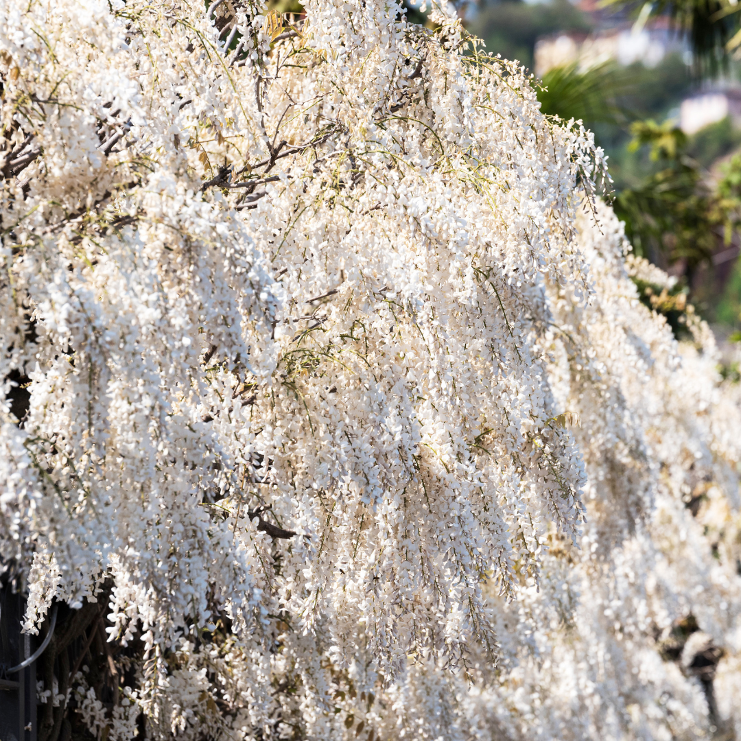 Wisteria - White - 10 Tree Seeds