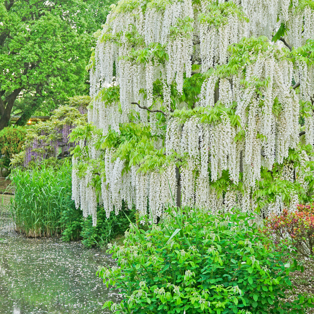 Wisteria - White - 10 Tree Seeds