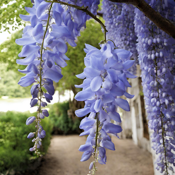 Wisteria - Blue - 10 Tree Seeds