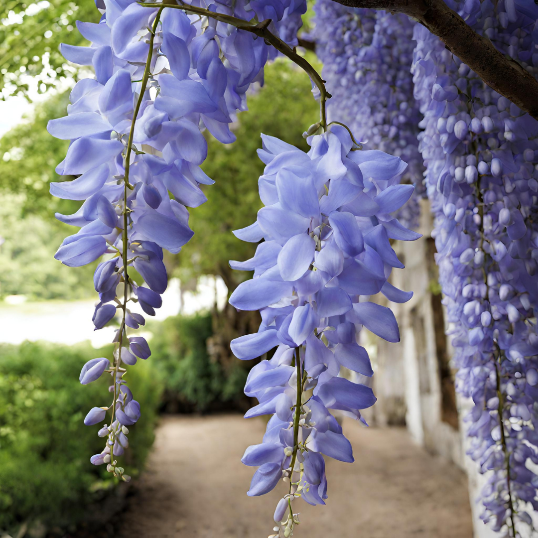 Wisteria - Blue - 10 Tree Seeds