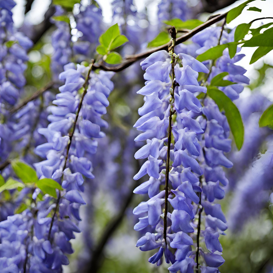 Wisteria - Blue - 10 Tree Seeds