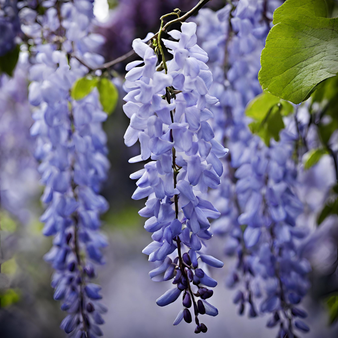 Wisteria - Blue - 10 Tree Seeds