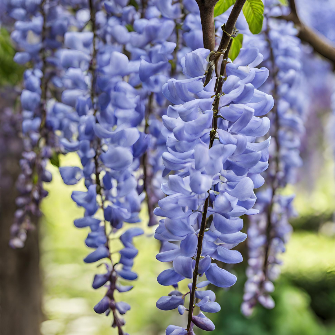 Wisteria - Blue - 10 Tree Seeds