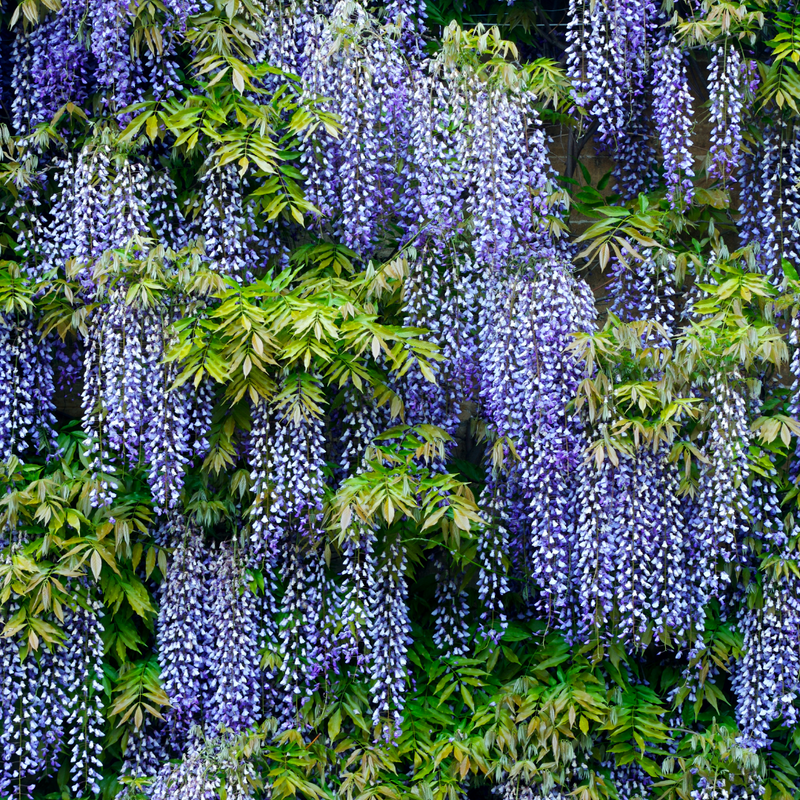 Wisteria - Blue - 10 Tree Seeds