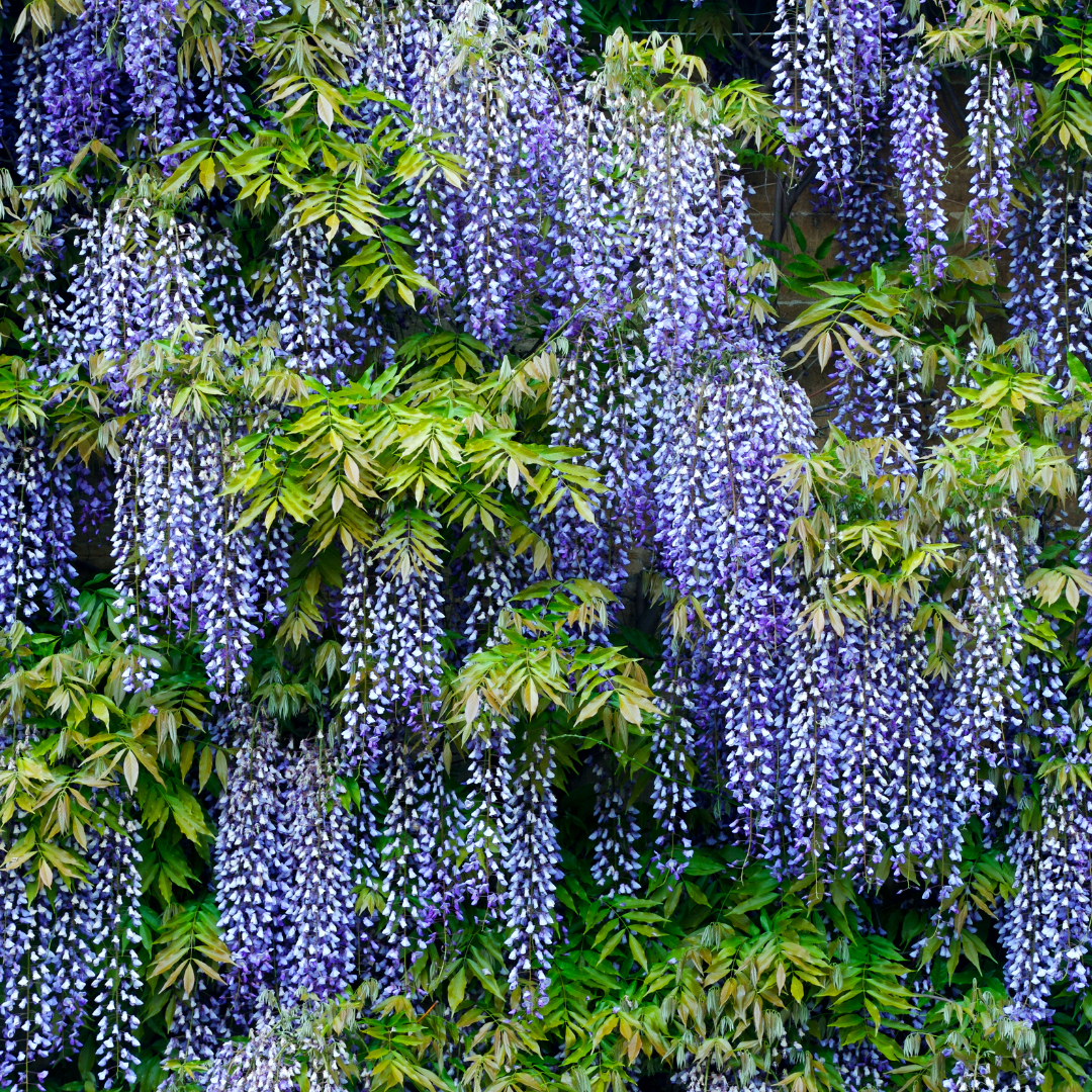 Wisteria - Blue - 10 Tree Seeds