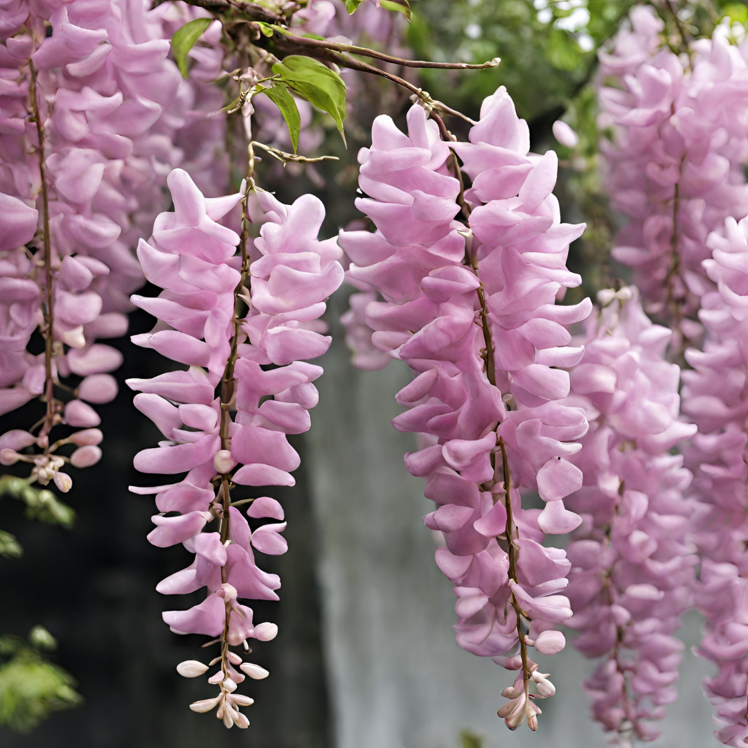 Wisteria - Pink - 10 Tree Seeds