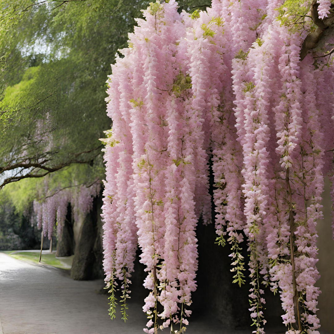 Wisteria - Pink - 10 Tree Seeds