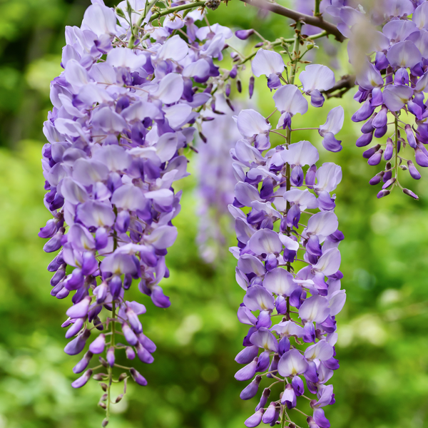 Wisteria - Purple - 10 Tree Seeds