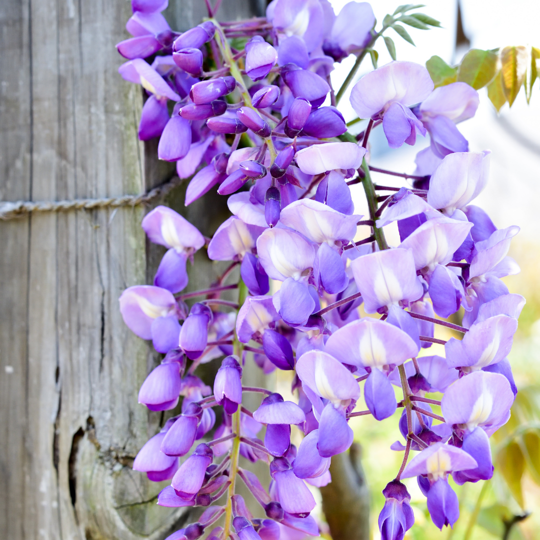 Wisteria - Purple - 10 Tree Seeds