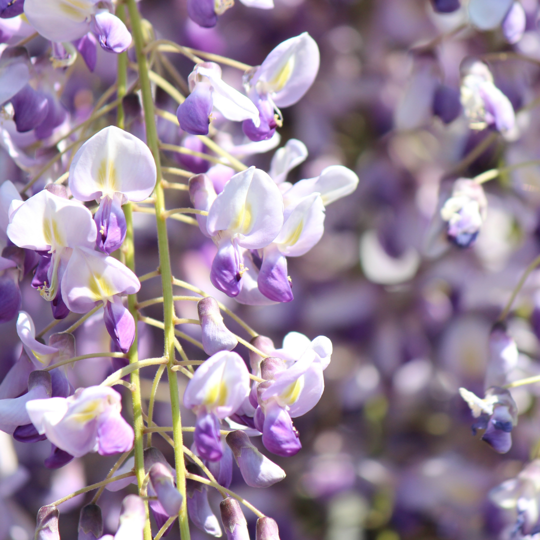 Wisteria - Purple - 10 Tree Seeds