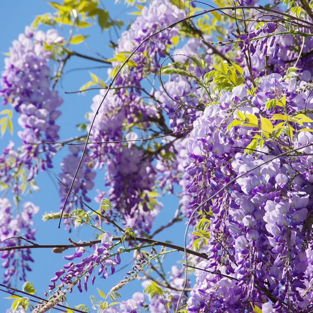 Wisteria - Purple - 10 Tree Seeds