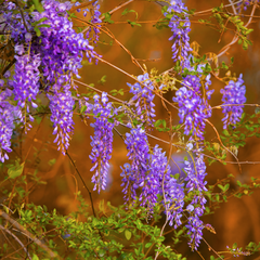 Wisteria - Purple - 10 Tree Seeds